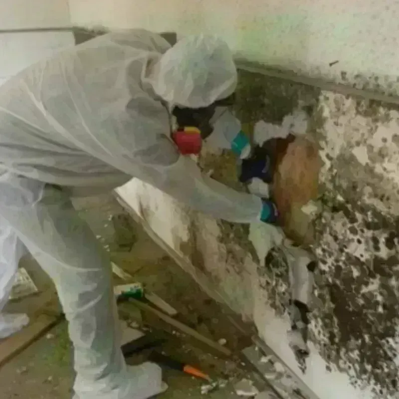 Mold Remediation and Removal in Wauregan, CT